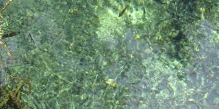 鱼在佛罗里达州立公园的泉水中游泳的视频
