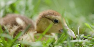 小鸭子在阳光明媚的草地上