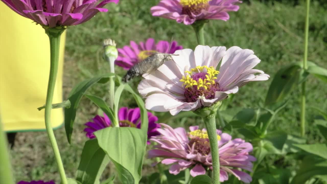 蜂鸟鹰蛾昆虫在花上飞行