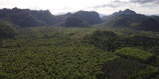 热带雨林树木众多，绿油油的，山峰壮观的天空背景。