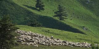 在山上吃草的羊群