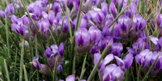 鸢尾花，紫花，地中海植物群，野生植物