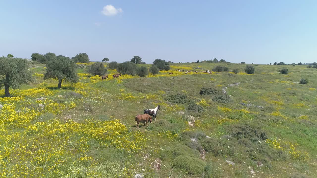 无人机在野外野马上空飞行。自由野生动物的场景在农村与阿拉伯种马群在开放的土地。牛仔欣赏田园风光