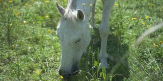 一匹白马在户外的田野里吃着花草。自由动物自然慢动作场景。在郊外的一群马。美丽的农业哺乳动物放牧概念。