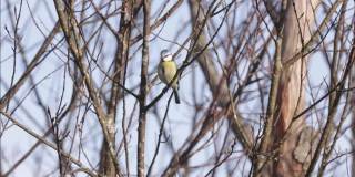 可爱的欧亚小蓝山雀，蓝绿色山雀在春天的森林里发出一些声音