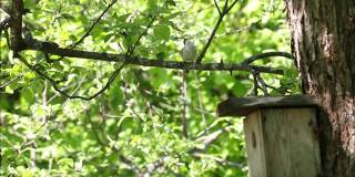 普通雀形目欧洲斑蝶鹟，凤蝶坐在树枝上，旁边是一个木制的筑巢箱
