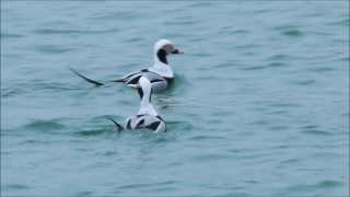 美丽和独特的雄性长尾鸭，Clangula hyemalis游泳在蓝色的波罗的海在春天展示视频素材模板下载