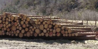 挪威哈丹吉尔山上的一堆原木
