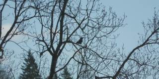 挪威哈丹吉尔树上的乌鸦