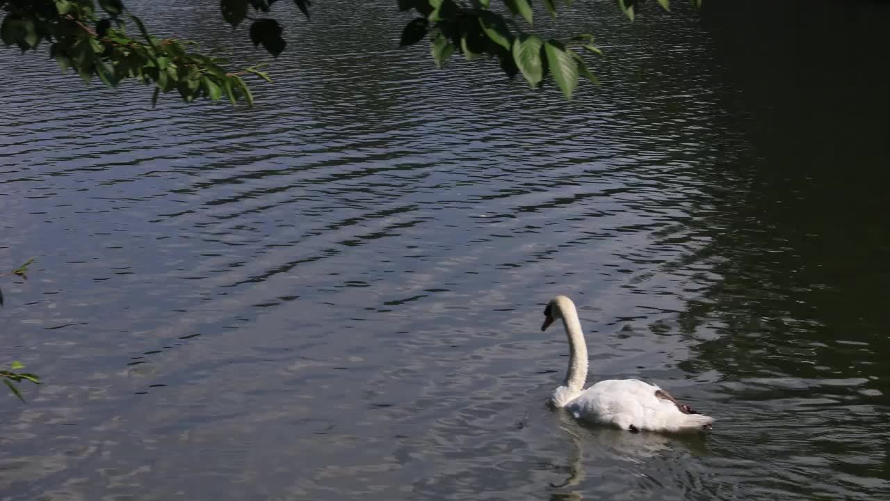 日本的天鹅湖