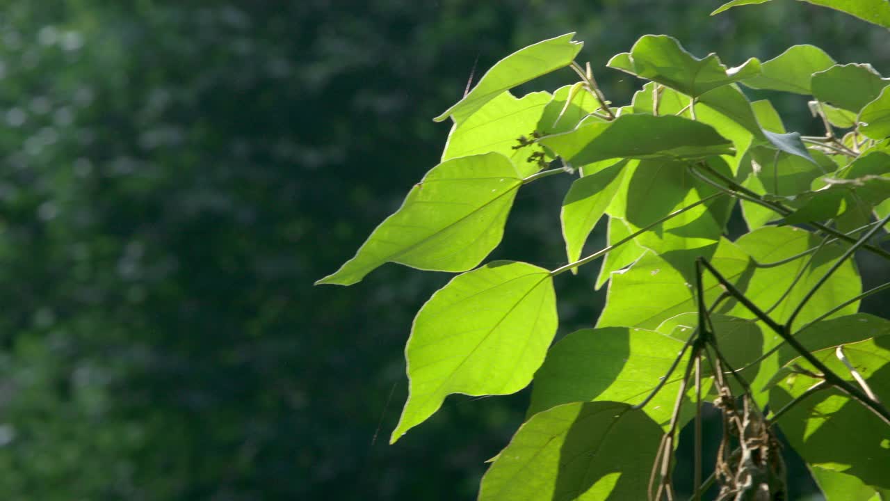 毛泡桐在春天长出新叶