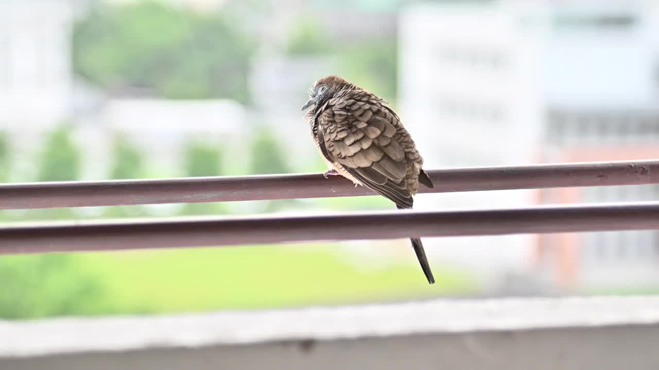 孤独的鸽子在城市里躲雨