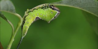 欧洲昆虫猫蛾，悬在繁茂灌木丛中的柳叶上的Cerura vinula毛虫