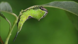 欧洲昆虫猫蛾，悬在繁茂灌木丛中的柳叶上的Cerura vinula毛虫视频素材模板下载