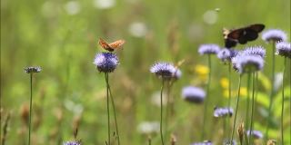 欧洲贝母和大黄蜂在多风的夏季草地上吃蓝色花朵