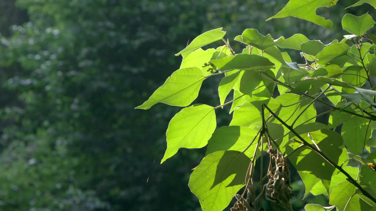 毛泡桐在春天长出新叶