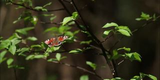 欧洲昆虫孔雀蝴蝶，在绿叶中间休息和移动它的翅膀