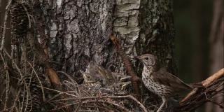 画眉、吐绶鸡在繁殖季节靠近鸟巢