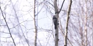 欧洲冬鸟，小斑啄木鸟，小树冠鸟在桦树上四处张望