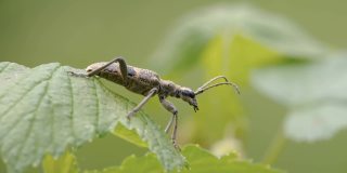 爱沙尼亚花园里的一只黑色斑点长角甲虫