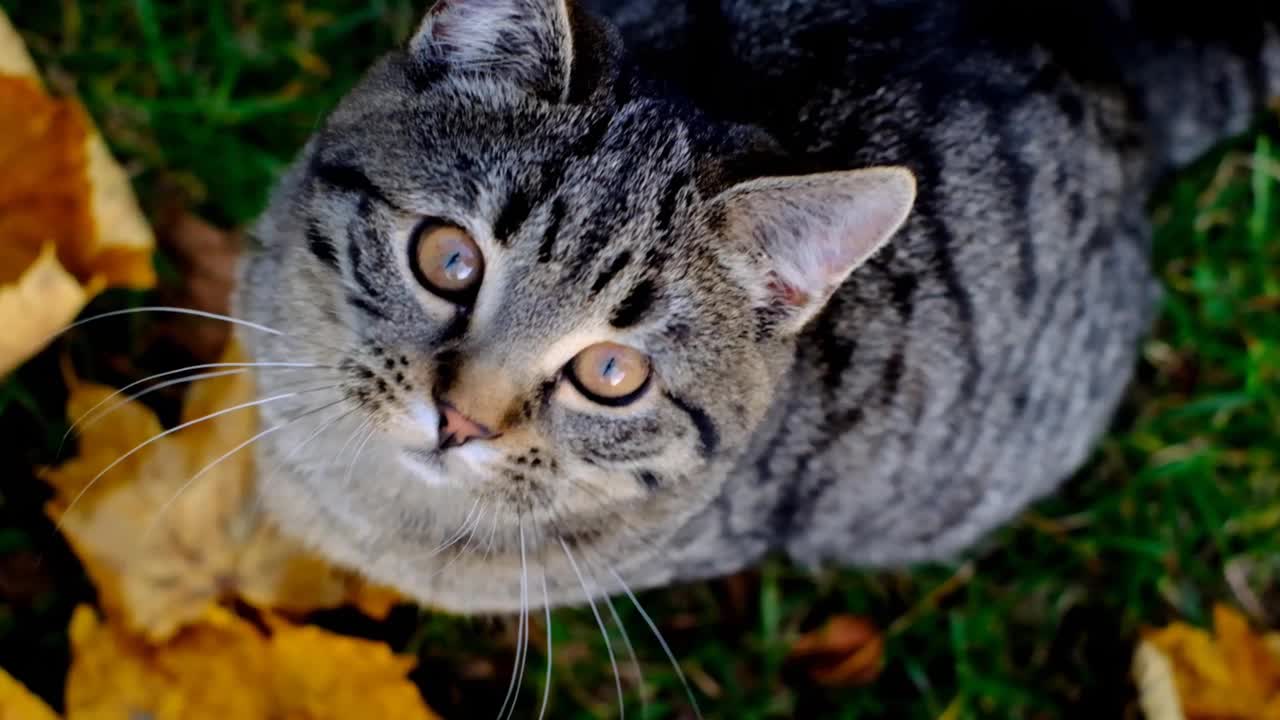 苏格兰直虎斑猫在秋天花园的枫叶。小猫portrette。宠物。