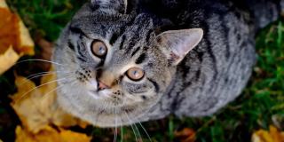 苏格兰直虎斑猫在秋天花园的枫叶。小猫portrette。宠物。