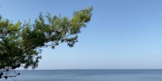 苍翠的松树枝头，碧海蓝天。大海平静，海水碧蓝。密密麻麻的针叶树对着平静的海水。田园诗般的夏天海景。