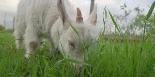 白色山羊啃绿草的特写镜头。牲畜饲养。