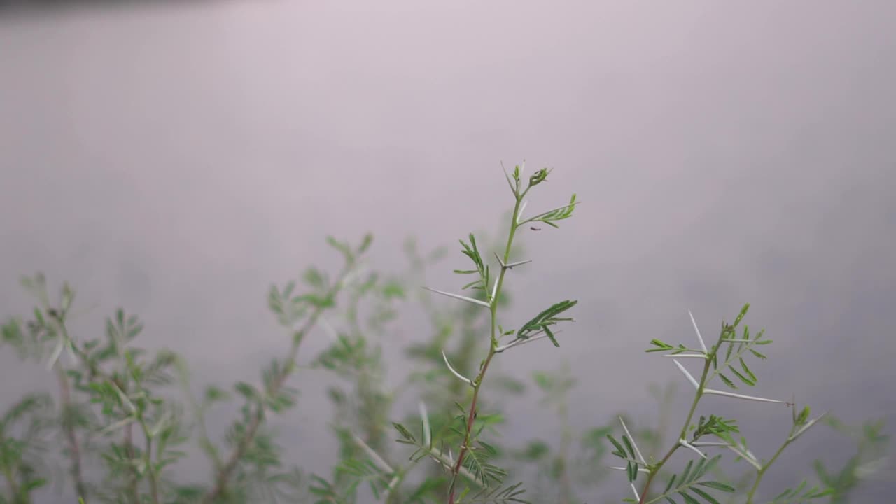 湖边草地的特写镜头