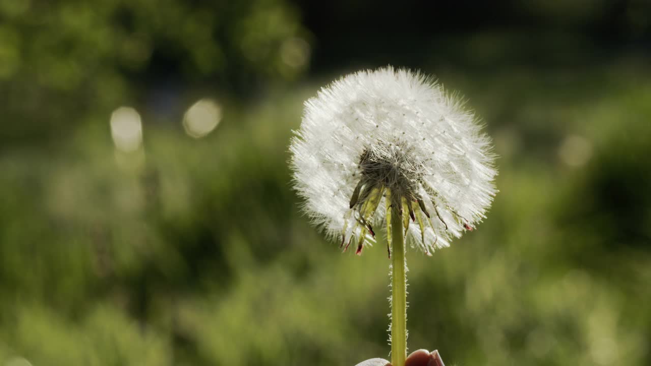 蒲公英把种子吹走。手捧一朵花，种子从花上被扯下来