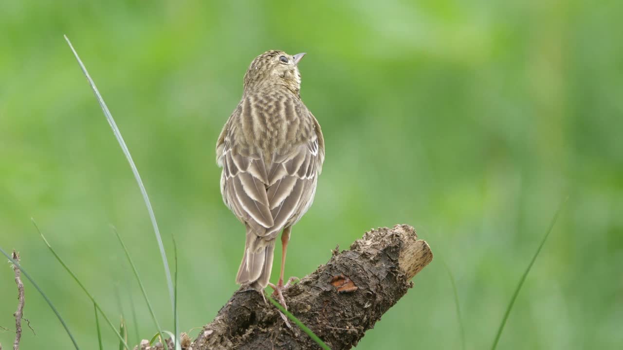 白桦树鹨(白花Anthus trivialis)春季鸣禽，白俄罗斯