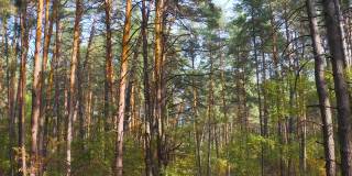 在一个阳光明媚的日子里，松林里的季节从秋天到冬天的变化。镜头缓慢地进入森林深处。