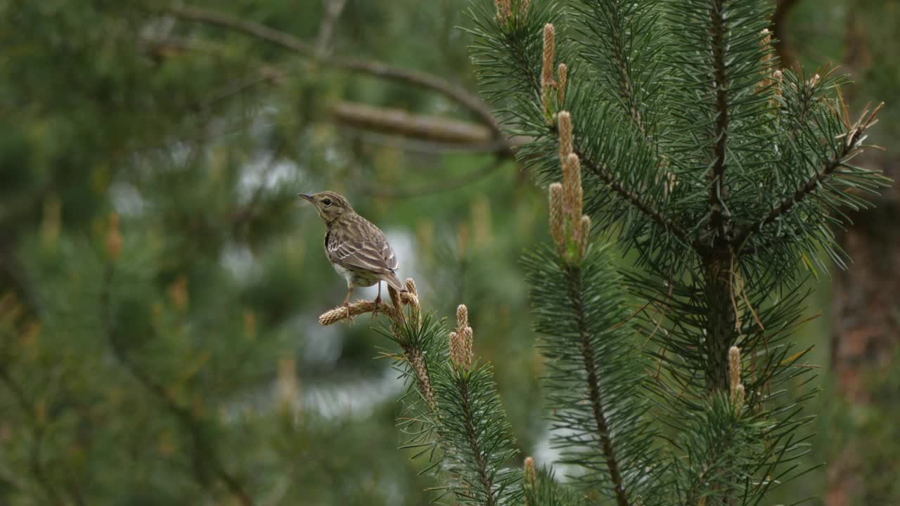 白桦树鹨(白花Anthus trivialis)春季鸣禽，白俄罗斯