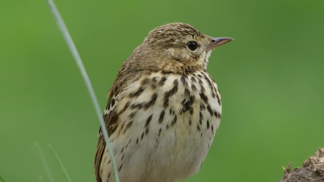 白桦树鹨(白花Anthus trivialis)春季鸣禽，白俄罗斯