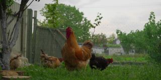 母鸡中有一只棕色的公鸡。后院有家禽。鸡舍里的领导。鸟儿在草地上啃食。