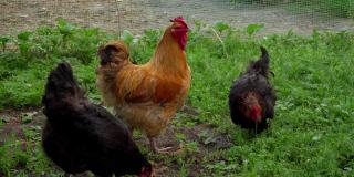 母鸡中有一只棕色的公鸡。后院有家禽。鸡舍里的领导。鸟儿在草地上啃食。