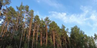 白俄罗斯松树林，从右到左平移