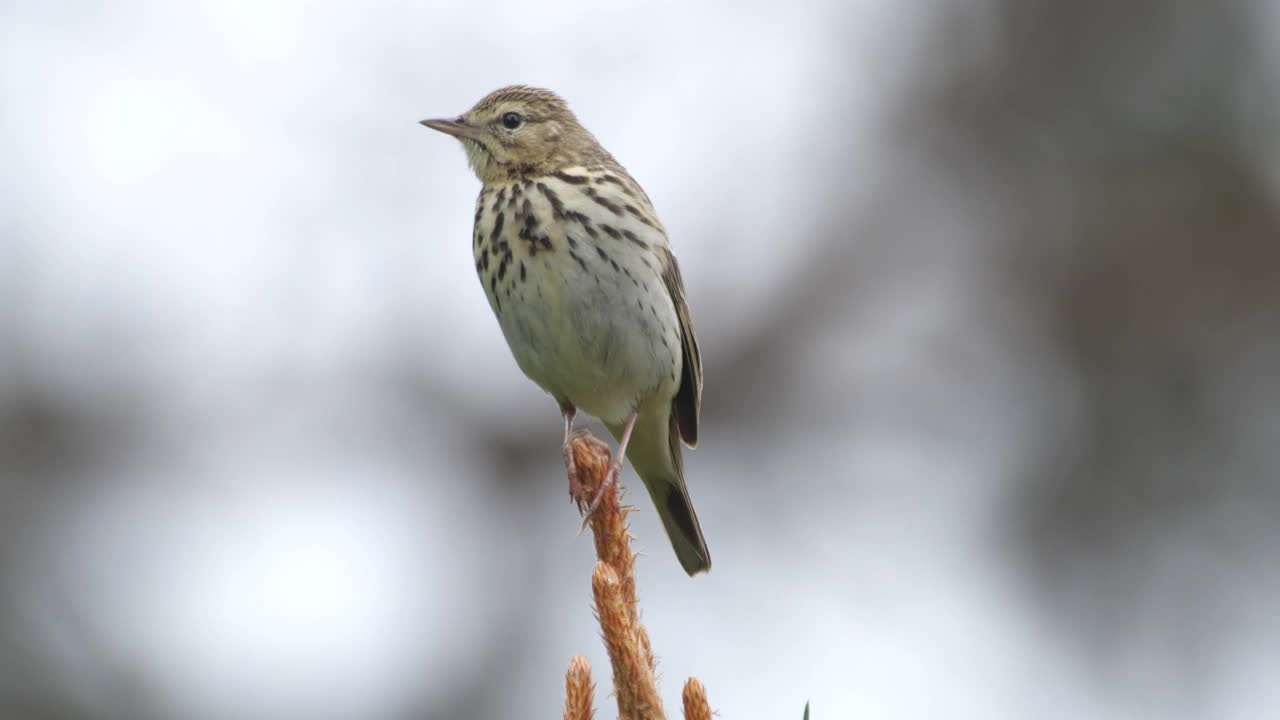 白桦树鹨(白花Anthus trivialis)春季鸣禽，白俄罗斯