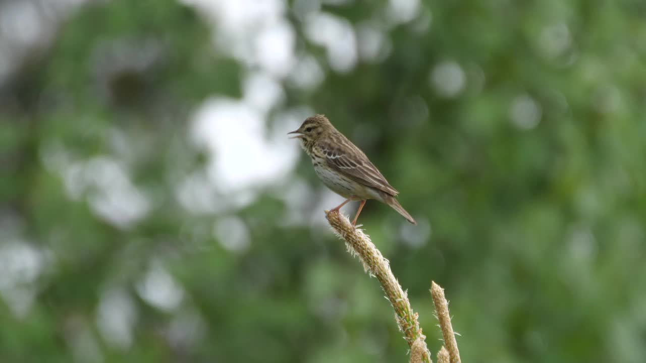 白桦树鹨(白花Anthus trivialis)春季鸣禽，白俄罗斯