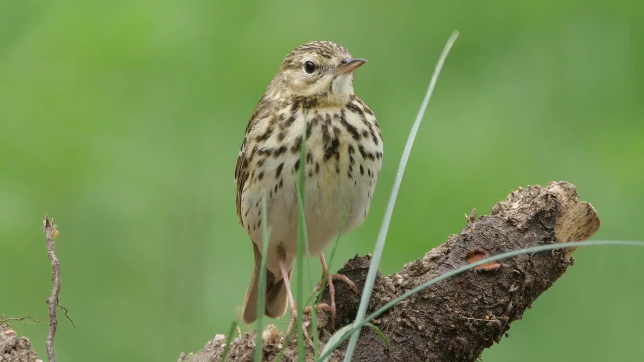 白桦树鹨(白花Anthus trivialis)春季鸣禽，白俄罗斯