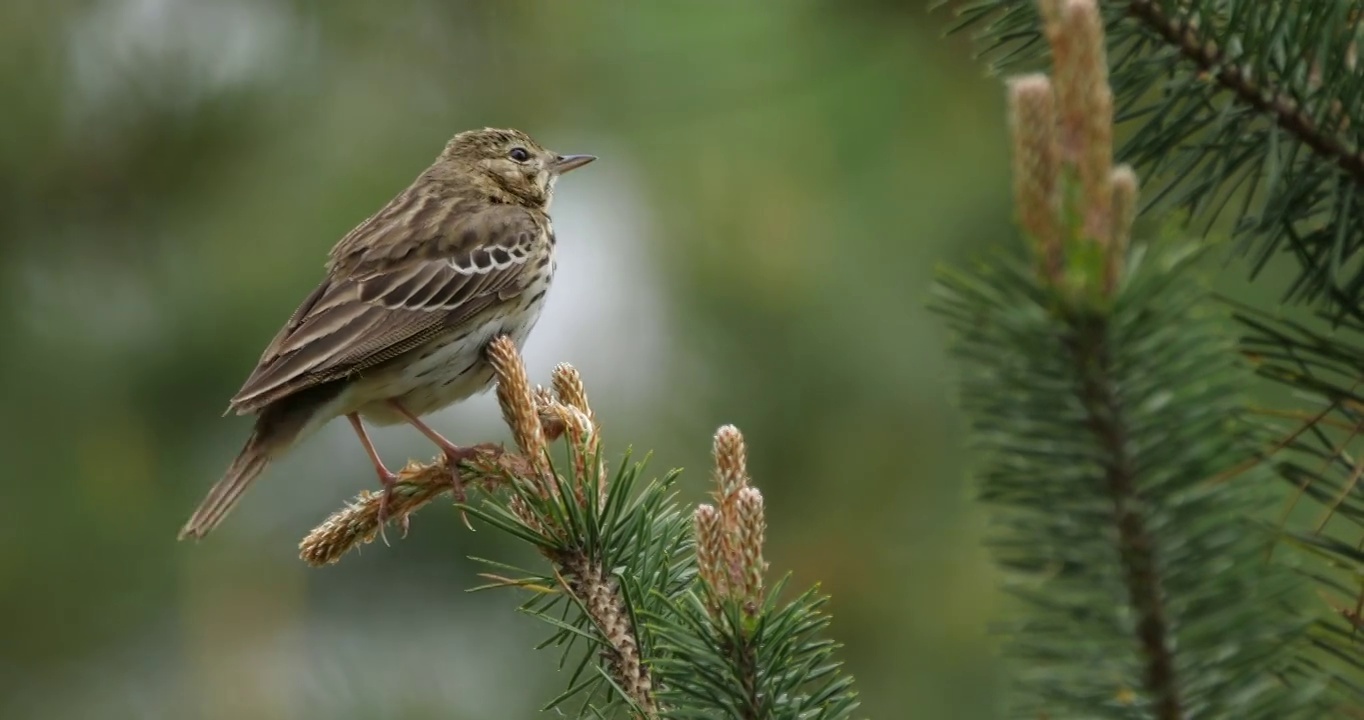 白桦树鹨(白花Anthus trivialis)春季鸣禽，白俄罗斯