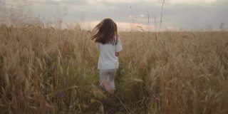 慢镜头，镜头跟随一个4-5岁的小女孩在麦田里奔跑，夕阳下金色的小穗快乐而自由。快乐的童年。头发在阳光下生长