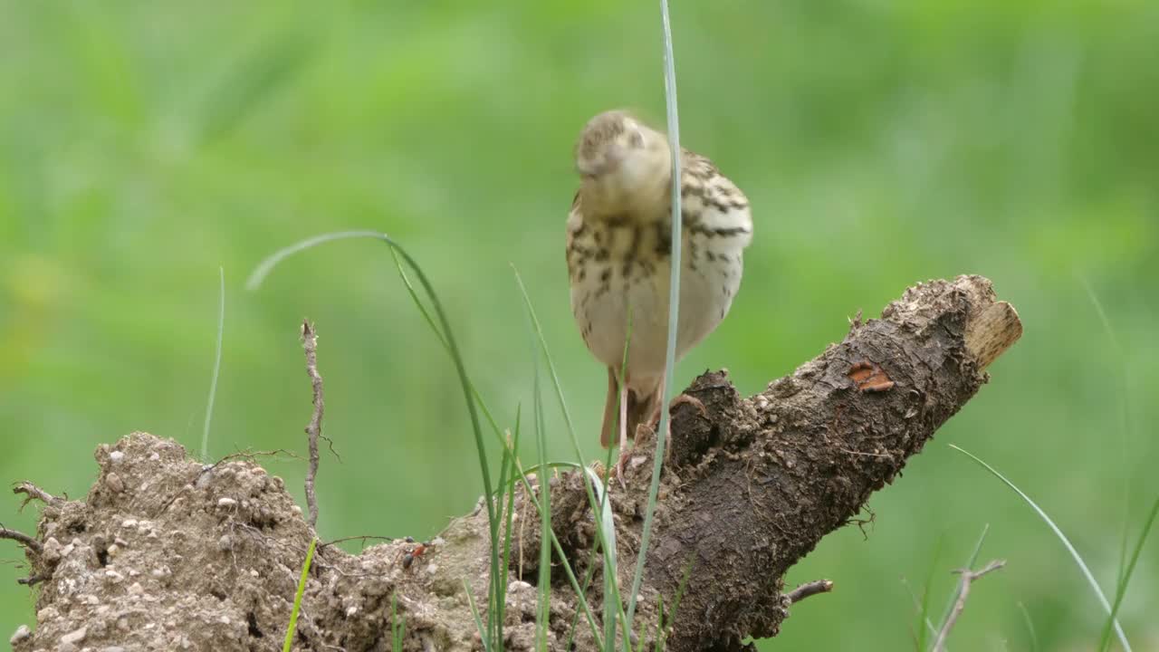 白桦树鹨(白花Anthus trivialis)春季鸣禽，白俄罗斯