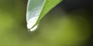 水滴落在新鲜的绿叶反射阳光在清晨的自然背景，微距拍摄的慢动作。拯救环境的概念，清洁地球，生态，世界地球日。