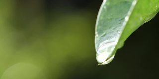 水滴落在新鲜的绿叶反射阳光在清晨的自然背景，微距拍摄的慢动作。拯救环境的概念，清洁地球，生态，世界地球日。