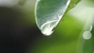 水滴落在新鲜的绿叶反射阳光在清晨的自然背景，微距拍摄的慢动作。拯救环境的概念，清洁地球，生态，世界地球日。视频素材模板下载