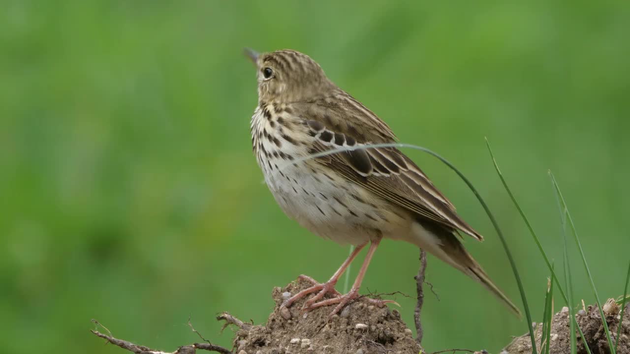 白桦树鹨(白花Anthus trivialis)春季鸣禽，白俄罗斯