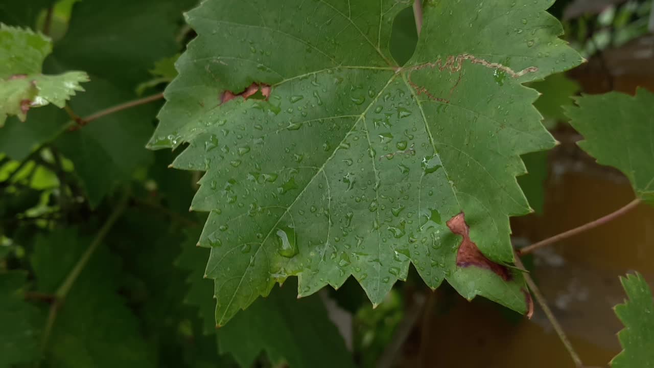 葡萄藤的叶子上挂着大雨滴，在风中摇摆