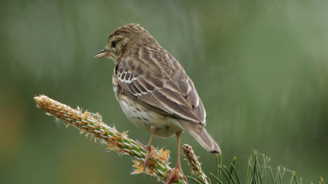 白桦树鹨(白花Anthus trivialis)春季鸣禽，白俄罗斯