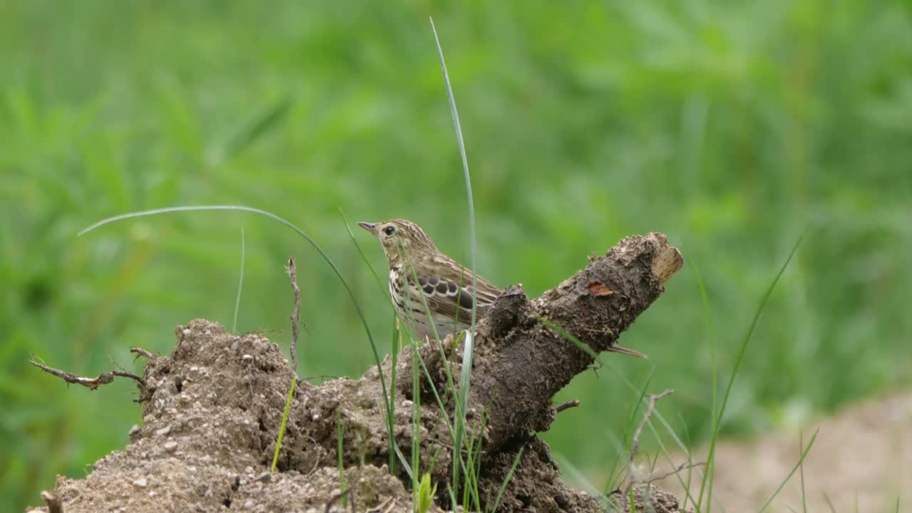 白桦树鹨(白花Anthus trivialis)春季鸣禽，白俄罗斯